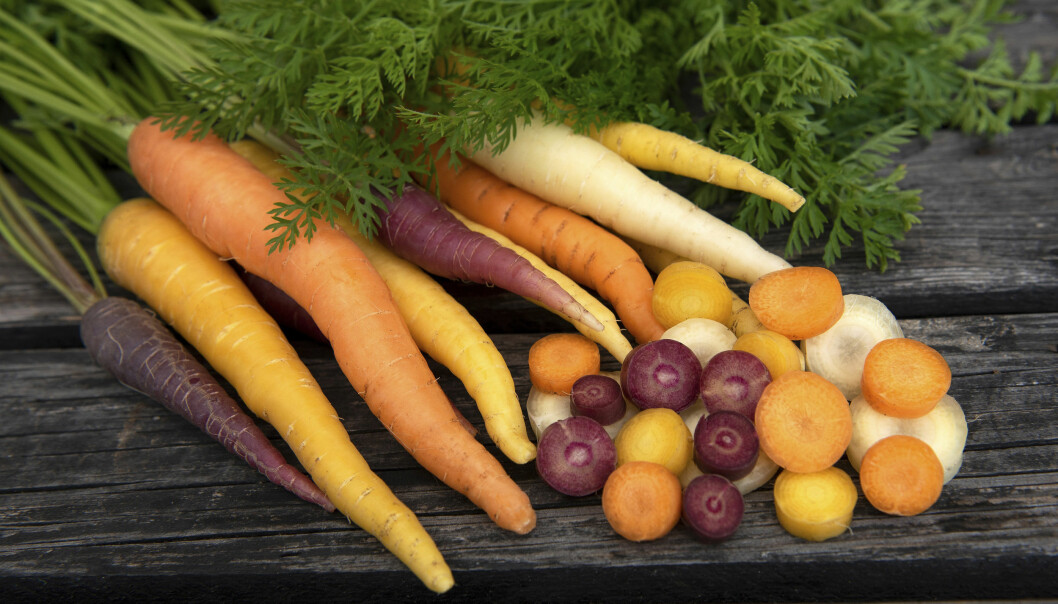 Gott och blandat. Välj en mix när du ska köpa morötter så får du flera färger på köpet! ’Harlequin Mix’ F1 är en blandning av tidiga sommarmorötter – vita, gula, orangea och purpurfärgade. Med söt smak och krispig konsistens. Kan frysas om skörden inte äts upp direkt. Impecta fröhandel. ’Harlequin Mix’ F1.