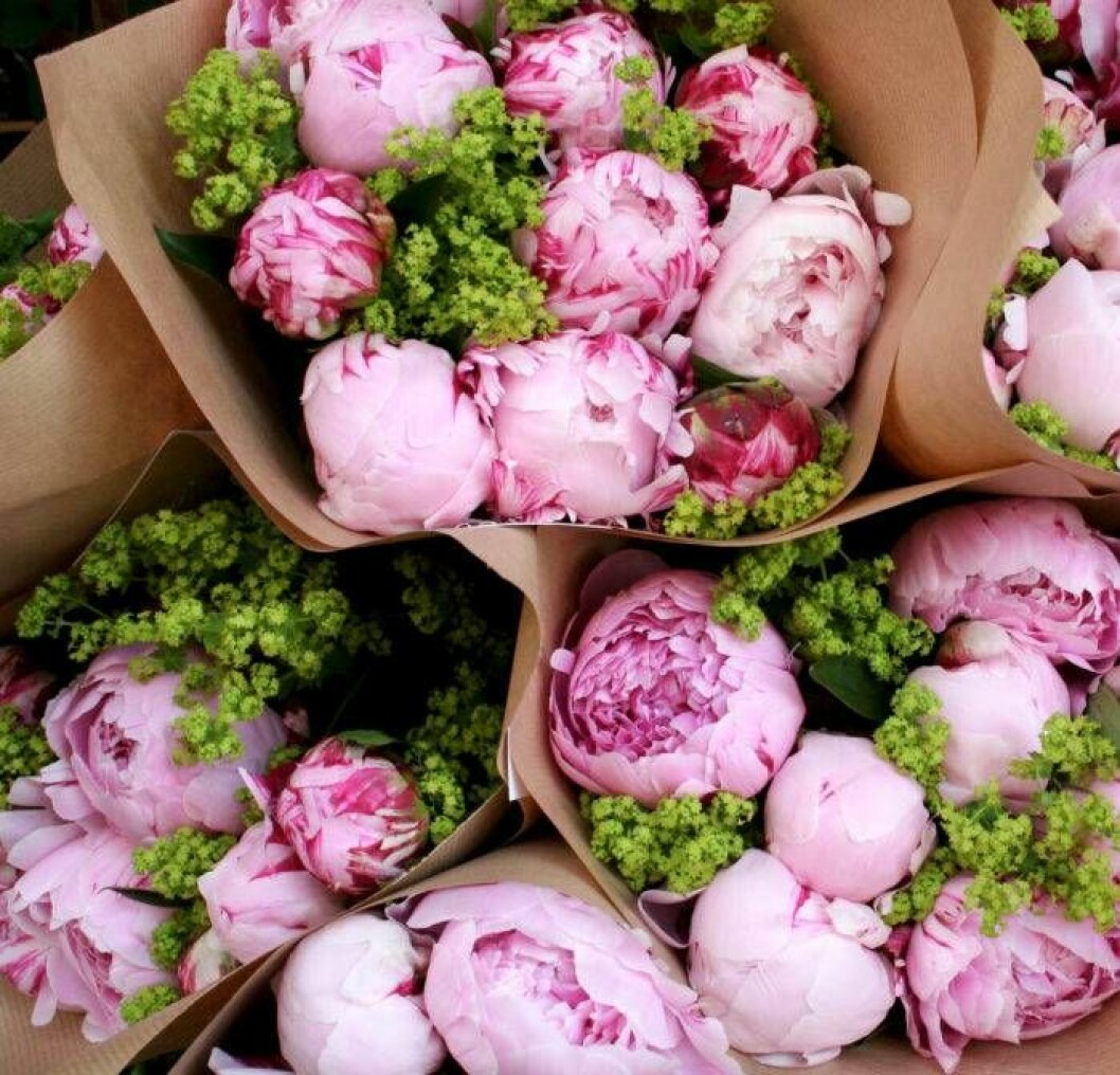 Foto via: <a href="https://www.willowbudshop.com.au/nearly-peony-time/" target="_blank" rel="noopener">Willow bud shop</a> Satsa på riktigt klar grönska som utfyllnad till de rosa pionerna för ett piggt intryck.