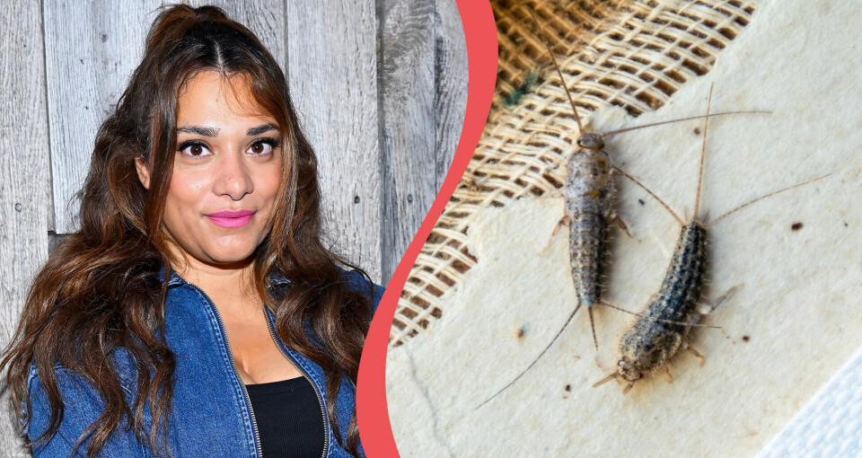 Farah Abadi avslöjar sitt bästa husmorstips mot vanliga skadedjuren