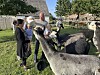 Hela familjen är behjälplig vid utfodringen av alpackorna.