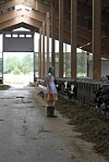 I ladan har de hjälp av mockrobotar, men ändå envisas vissa kor med att gå in baklänges i båsen vilket gör det svårmockat.