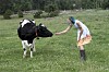 Kon 1812 Olga är självsäker och envis, men också frisk. Emilia ser till att avla på de friskaste individerna.