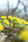 Vintergäcken blommar redan i februari i de snöfattiga delarna av landet.