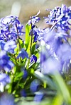 Rysk blåstjärna är en väldigt lättskött blomma och lyser upp som ett blått hav i april och maj.