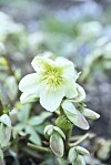 Julrosen piggar upp i de delar av Sverige som inte bjuder på mycket snö.