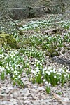 Vackra snöklockor som blommar tidigt på våren.