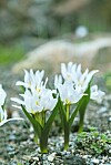 Snöljusblomma är otroligt vacker men tyvärr giftig.