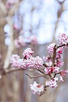 Hybridkejsarolvonet blommar väldigt tidigt, ibland så tidigt som december och januari.