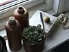 Fetbladiga växter lagrar vatten i bladen, som till exempel denna echeveria.