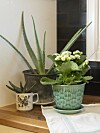 Fetbladigt. Aloe i bakgrunden, gasteria i fågelkoppen och blommande kalanchoe i grön kruka.