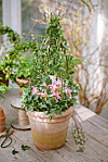 Blomsterarrangemang med spaljé.