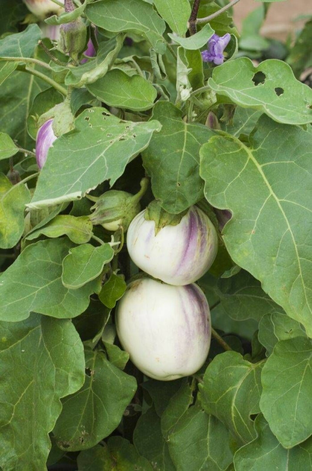 Aubergine växer väl i varmare klimat, men med ett växthus så fungerar det även i Sverige. Bild: IBL Bildbyrå Vit aubergine växer på plantan.
