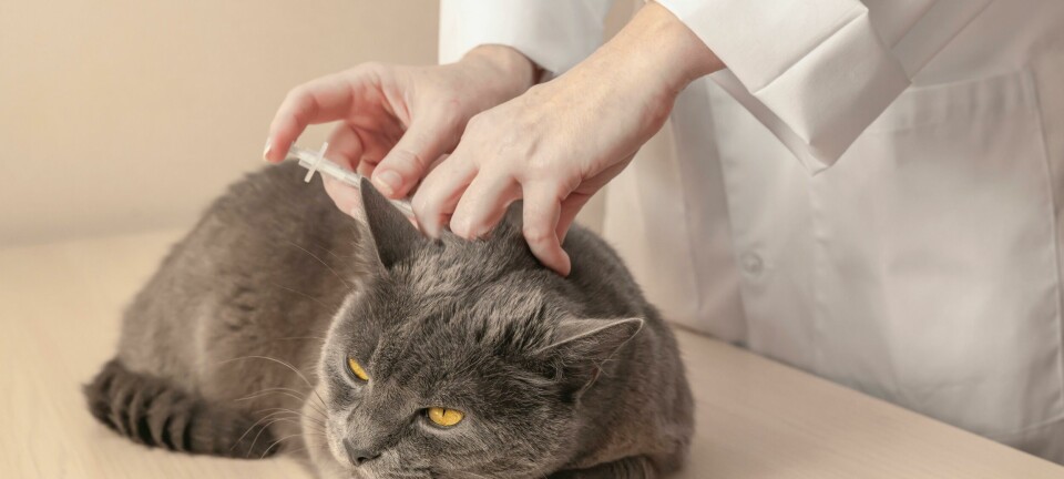 Så skyddar du din katt mot kattpest
