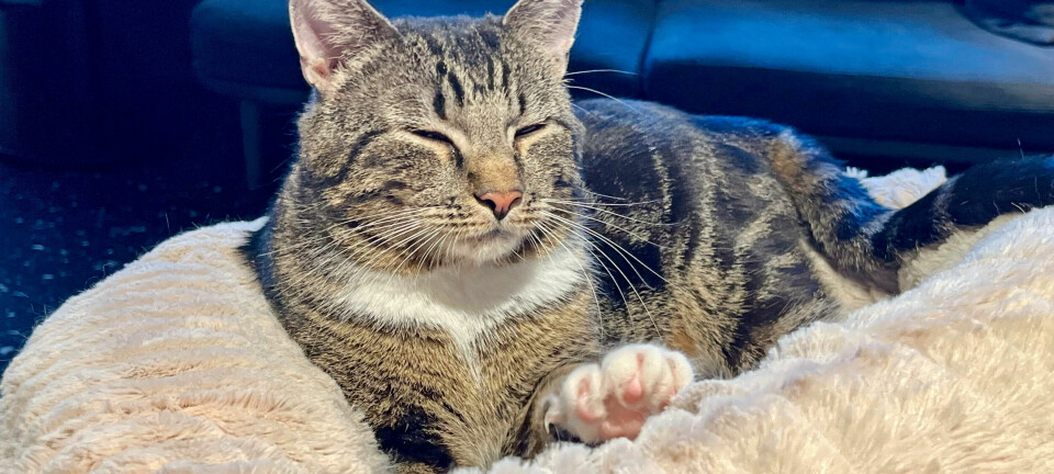 Kaffe med katt, tack – kela och fika på kattkafé!