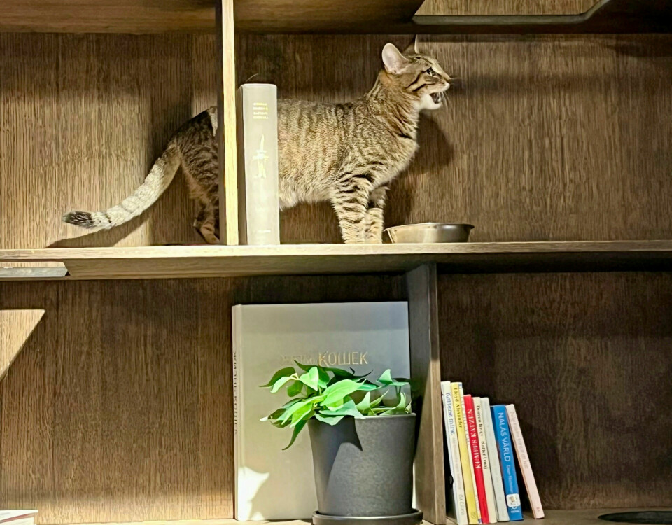 Kaffe med katt, tack – kela och fika på kattkafé!