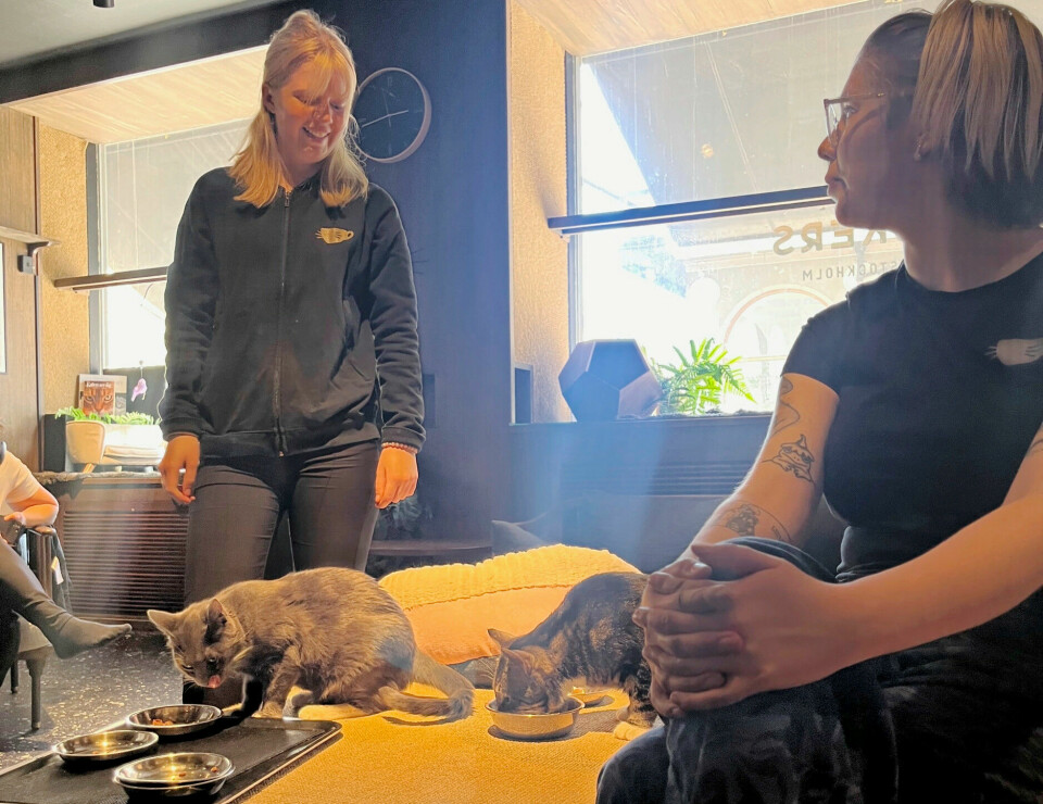 Natalie Andersson och Ella Rammelt har drömjobbet för den som älskar katter. Natalie Andersson och Ella Rammelt har drömjobbet för den som älskar katter.
