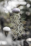 airplants