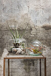 airplants