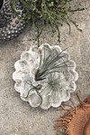 airplants