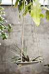 airplants