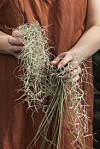 airplants