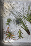 airplants