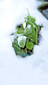 Sitt nuvarande namn fick snödroppen först på 1800-talet. Dessförinnan kallades den för snöklocka, snöblomma, snölilja eller gårdsviol.