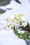 Den som har hjärta att plocka de vackra blommorna kan glädjas över fantastiska snittblommor till vinterns arrangemang.