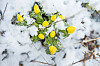 De fem cm höga vintergäcken är en av vårens första blommor som tittar upp.