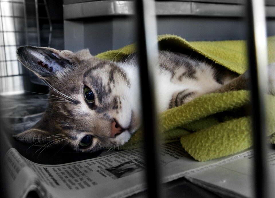 Kattsnuva eller kattinfluensa kan utvecklas till lunginflammation. Kattsnuva eller kattinfluensa kan utvecklas till lunginflammation.