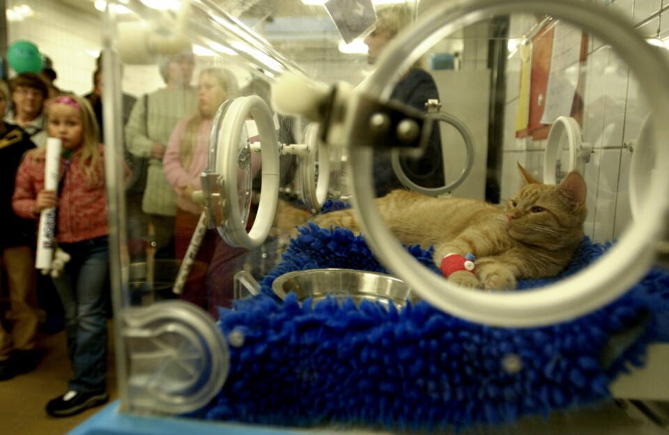 Äldre katter och kattungar kan bli allvarligt sjuka av kattsnuva och kattinfluensa. Äldre katter och kattungar kan bli allvarligt sjuka av kattsnuva och kattinfluensa.