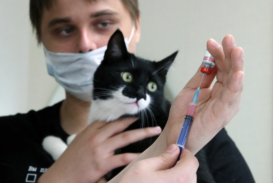 Vaccin skyddar inte helt mot kattsnuva, men infektionen kan bli lindrigare. Vaccin skyddar inte helt mot kattsnuva, men infektionen kan bli lindrigare.
