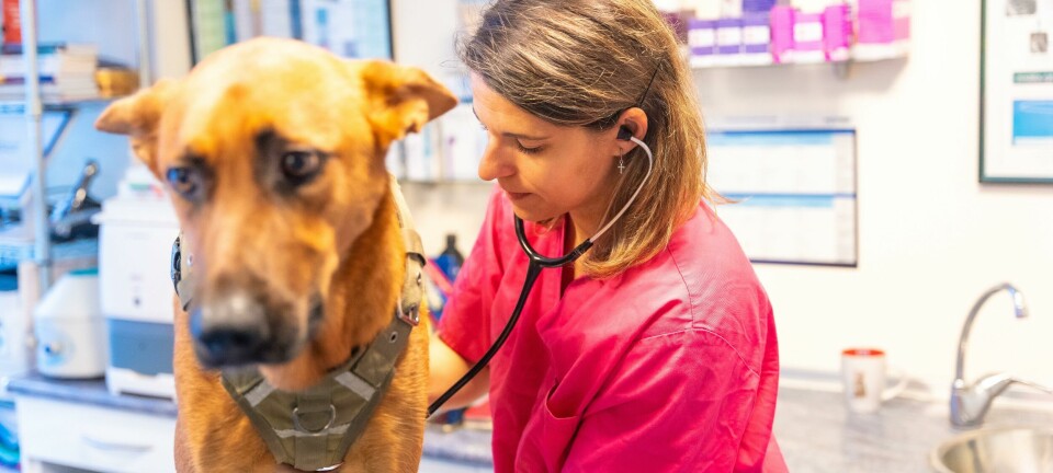 Hostig hund? Så behandlar du hunden som fått kennelhosta