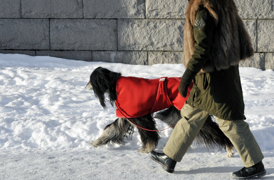 Håll promenaderna korta och se till att hunden inte fryser. Håll promenaderna korta och se till att hunden inte fryser.