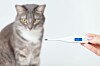 Det är bra att vara två som hjälps åt att tempa katten.