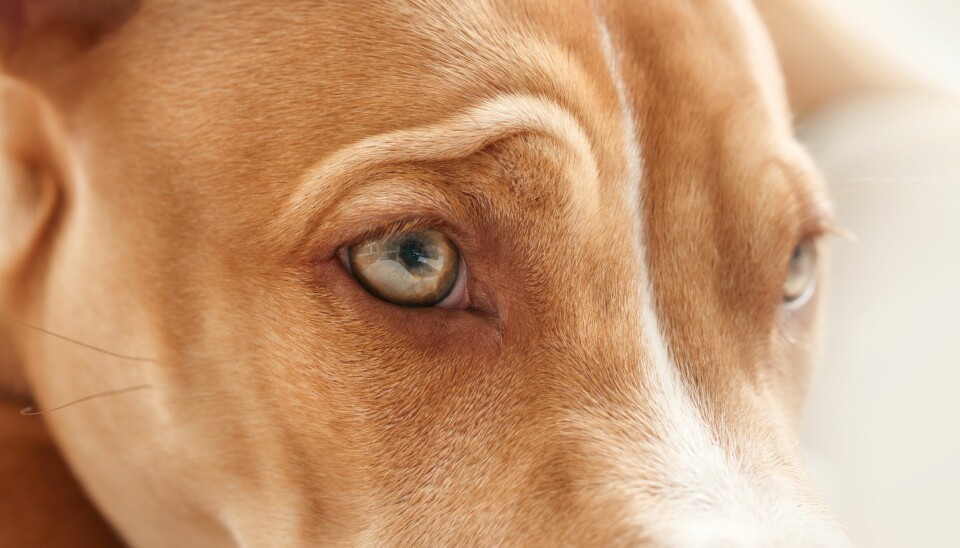 Hallå, husse, vad vill du egentligen? Hallå, husse, vad vill du egentligen?