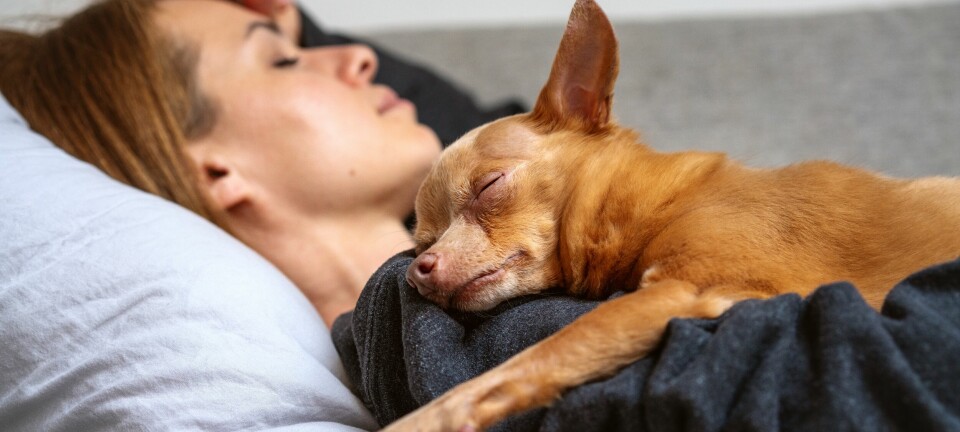 Psykologens nya upptäckt: Det här drömmer din hund om