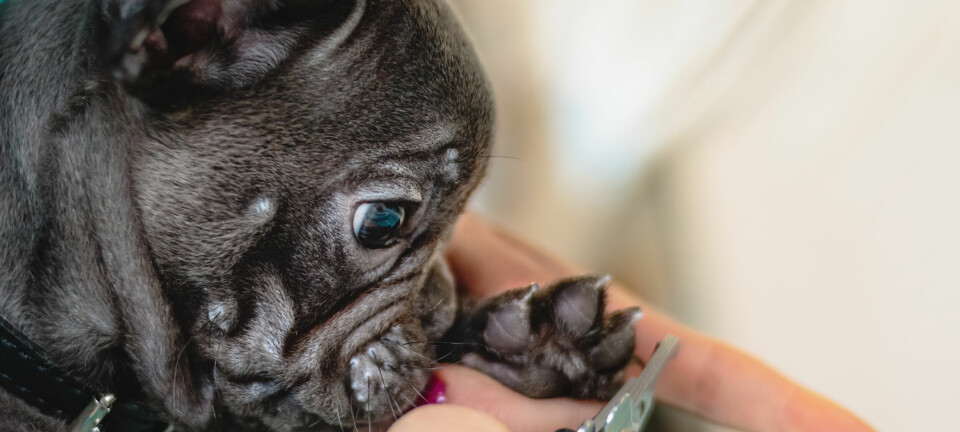 Hur ofta ska man klippa klorna på sin hund?