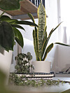 Tre riktiga överlevare: Philodendron, hjärta på tråd och svärmors tunga. Kontorsklassiker.