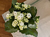 Dubbla blommor kännetecknar Kalanchoe queen. Den finns i ett flertal färger och blommar snällt i många veckor.