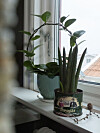 Lättskött. Hoya carnosa ”Australis” och sansevieria cylindrica ”African spear”.