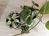 Tillandsia, med blad som korkskruvar, jämte en strimmig peperomia och en liten echeveria. En porslinsblomma svävar in i förgrunden.