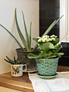 Tjockbladigt. Aloe i bakgrunden, gasteria i fågelkoppen och kalanchoe i grön kruka.