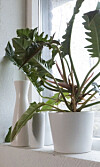 De flesta torktåliga växter föredrar en ljus placering, precis som denna philodendron xanadu.