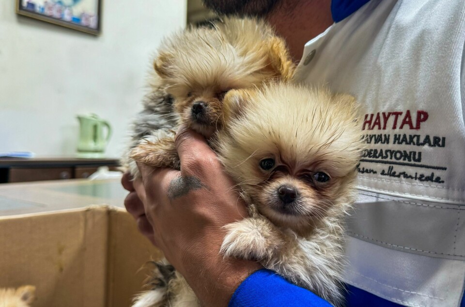 Pomeranian är en liten ras, som hundsmugglarna ofte föredrar. Pomeranian är en liten ras, som hundsmugglarna ofte föredrar.