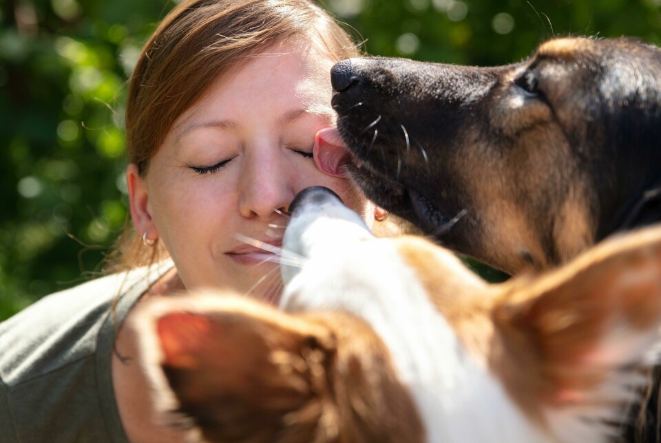 Saliv från en rabiessmittas hund kan smitta en människa om det finns ett öppet sår, eller om salven når slemhinnor. Saliv från en rabiessmittas hund kan smitta en människa om det finns ett öppet sår, eller om salven når slemhinnor.