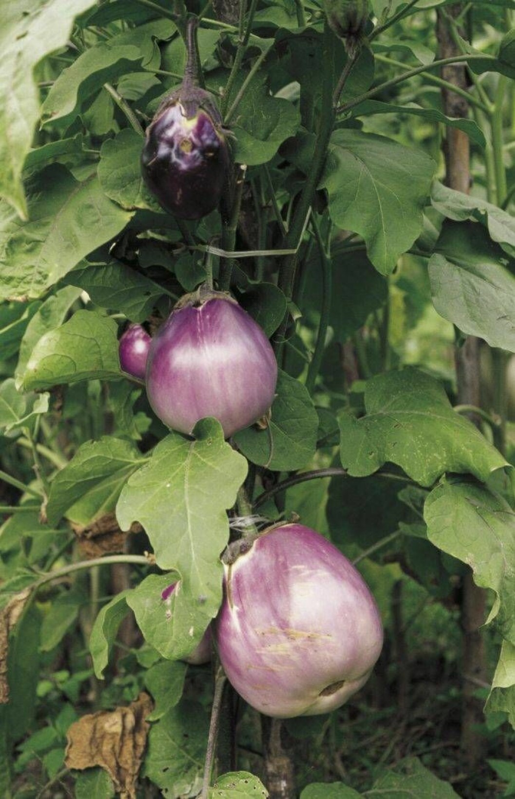 Aubergine på busken.