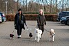 På väg till jobbet. Helena är med de två små hundarna, Aisha och Bølle, och Trine med Maze och Tumi.