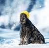 Riesenschnauzer är en maffig hund för den som verkligen vill ge sig in i hundträning. I Tyskland används den som polis- och militärhund.