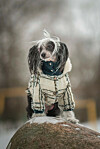Chinese crested är en liten hund som syns. Var beredd att klä på den varmt vintertid.